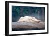 Albino Alligator-Lantern Press-Framed Art Print