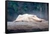 Albino Alligator-Lantern Press-Framed Stretched Canvas