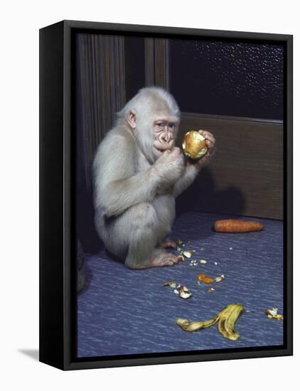 Albino Baby Gorilla Named Snowflake in Apartment of Barcelona Zoo's Veterinarian-Loomis Dean-Framed Stretched Canvas