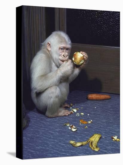 Albino Baby Gorilla Named Snowflake in Apartment of Barcelona Zoo's Veterinarian-Loomis Dean-Stretched Canvas