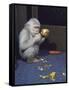 Albino Baby Gorilla Named Snowflake in Apartment of Barcelona Zoo's Veterinarian-Loomis Dean-Framed Stretched Canvas