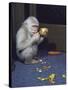 Albino Baby Gorilla Named Snowflake in Apartment of Barcelona Zoo's Veterinarian-Loomis Dean-Stretched Canvas