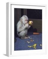 Albino Baby Gorilla Named Snowflake in Apartment of Barcelona Zoo's Veterinarian-Loomis Dean-Framed Photographic Print