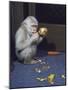 Albino Baby Gorilla Named Snowflake in Apartment of Barcelona Zoo's Veterinarian-Loomis Dean-Mounted Photographic Print