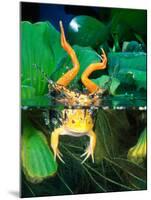 Albino Bull Frog Diving-David Northcott-Mounted Photographic Print