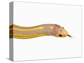 Albino California Kingsnake-Martin Harvey-Stretched Canvas