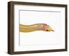 Albino California Kingsnake-Martin Harvey-Framed Photographic Print