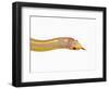 Albino California Kingsnake-Martin Harvey-Framed Photographic Print