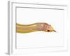 Albino California Kingsnake-Martin Harvey-Framed Photographic Print