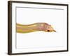 Albino California Kingsnake-Martin Harvey-Framed Photographic Print