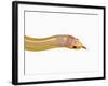 Albino California Kingsnake-Martin Harvey-Framed Photographic Print