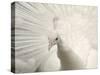 Albino India Blue Peafowl-Eric Baccega-Stretched Canvas