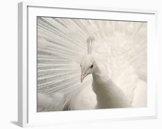 Albino India Blue Peafowl-Eric Baccega-Framed Photographic Print