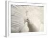 Albino India Blue Peafowl-Eric Baccega-Framed Photographic Print