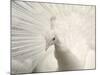 Albino India Blue Peafowl-Eric Baccega-Mounted Photographic Print