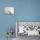 Albino India Blue Peafowl-Eric Baccega-Photographic Print displayed on a wall