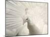 Albino India Blue Peafowl-Eric Baccega-Mounted Photographic Print