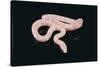 Albino King Snake-DLILLC-Stretched Canvas