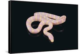 Albino King Snake-DLILLC-Framed Stretched Canvas