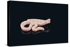 Albino King Snake-DLILLC-Stretched Canvas