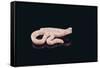 Albino King Snake-DLILLC-Framed Stretched Canvas