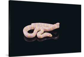Albino King Snake-DLILLC-Stretched Canvas