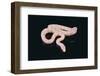 Albino King Snake-DLILLC-Framed Photographic Print