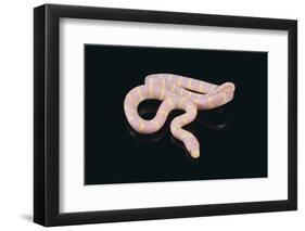 Albino King Snake-DLILLC-Framed Photographic Print