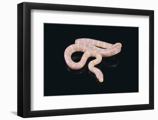 Albino King Snake-DLILLC-Framed Photographic Print