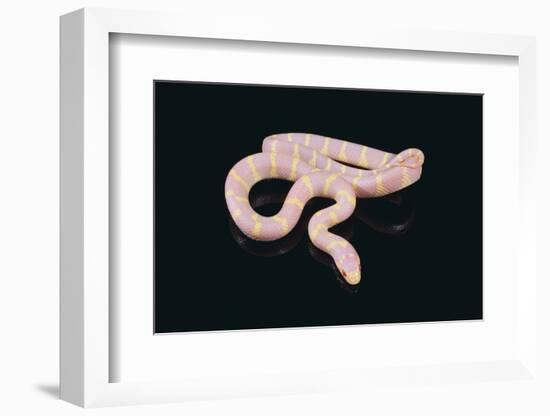 Albino King Snake-DLILLC-Framed Photographic Print