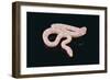 Albino King Snake-DLILLC-Framed Photographic Print