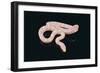 Albino King Snake-DLILLC-Framed Photographic Print