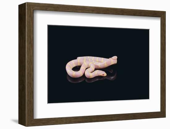 Albino King Snake-DLILLC-Framed Photographic Print