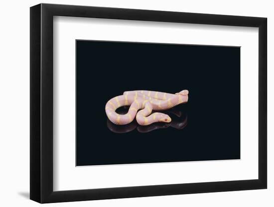 Albino King Snake-DLILLC-Framed Photographic Print