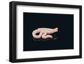 Albino King Snake-DLILLC-Framed Photographic Print