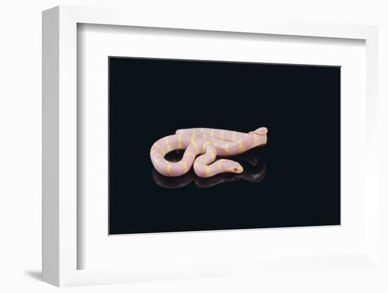 Albino King Snake-DLILLC-Framed Photographic Print