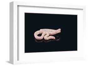 Albino King Snake-DLILLC-Framed Photographic Print