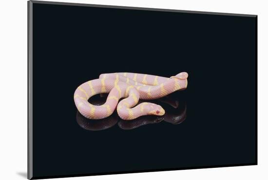 Albino King Snake-DLILLC-Mounted Photographic Print