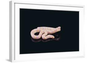 Albino King Snake-DLILLC-Framed Photographic Print