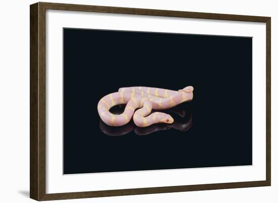 Albino King Snake-DLILLC-Framed Photographic Print