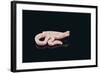 Albino King Snake-DLILLC-Framed Photographic Print