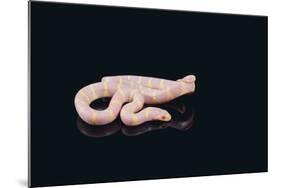 Albino King Snake-DLILLC-Mounted Photographic Print