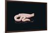 Albino King Snake-DLILLC-Framed Photographic Print