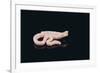 Albino King Snake-DLILLC-Framed Photographic Print