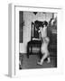 Albino Monkey "Snowflake" Living in Barcelona Zoo Vet's Apartment-Loomis Dean-Framed Photographic Print