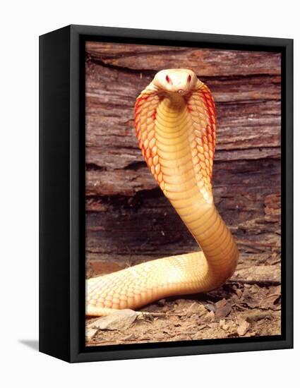Albino Monocled Cobra, Native to SE Asia-David Northcott-Framed Stretched Canvas