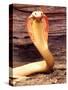 Albino Monocled Cobra, Native to SE Asia-David Northcott-Stretched Canvas