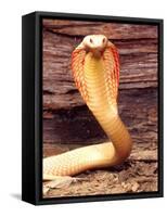 Albino Monocled Cobra, Native to SE Asia-David Northcott-Framed Stretched Canvas