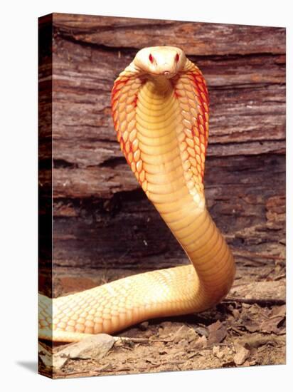 Albino Monocled Cobra, Native to SE Asia-David Northcott-Stretched Canvas