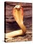 Albino Monocled Cobra, Native to SE Asia-David Northcott-Stretched Canvas